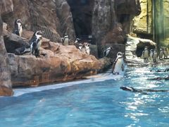 -帝企鹅自助餐厅•儿童岛•真企鹅(长隆企鹅酒店)