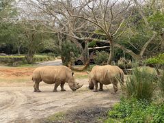 -奥兰多迪士尼动物王国乐园