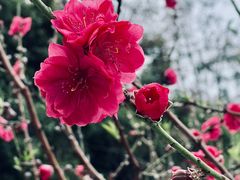 -桃花涧