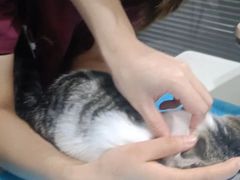 -伟伟宠物医院·CT影像中心·瑞派犬猫综合性门诊(汉口总院)