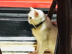 -猫色咖啡·猫咖