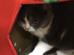 -猫和宫(六道口店)