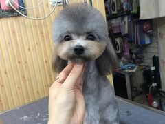 -爱宠屋pet shop·宠物洗澡·宠物美容