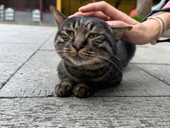 -西园寺素食(西园弄戒幢律寺店)