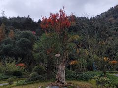 -牛头山森林公园