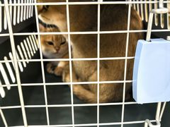 -北京观赏动物医院·24小时大型综合·猫专科·异宠专科