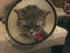 -猫色咖啡·猫咖