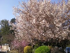 -铁山坪森林公园