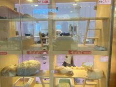 -爪爪喵星球·猫舍(前海卓越店)