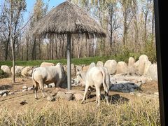 -北京野生动物园