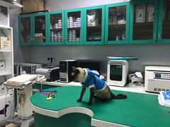 -瑞派申生动物医院·24H夜诊·国际动物医疗中心·骨外科(吴中路店)