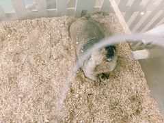 -怪兽屋·羊驼·猫咖·狗咖(俊华广场店)