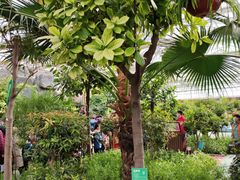 -南宫五洲植物乐园