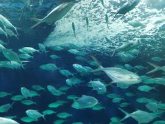 -上海海洋水族馆