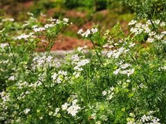 -Kingkong Buffet(The Mercury ville)