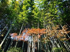 -灵隐飞来峰景区
