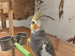 -深圳鸟咖鹦花岛