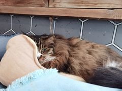 -Anne猫窝咖啡屋