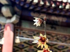-颐和园