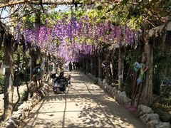 -呀路古热带植物园