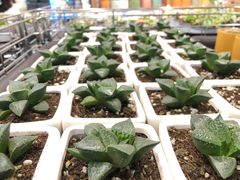 -鹿岛会员店 (龙湖三千集天街店)