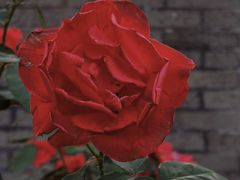 -清湖文化公园