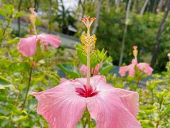 -深圳国际园林花卉博览园