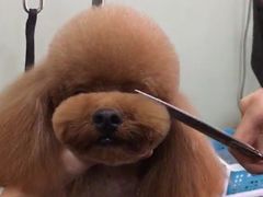 -沐沐家宠物(成寿寺店)