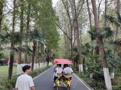 -合肥滨湖国家森林公园