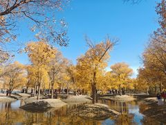 -金塔沙漠胡杨林景区