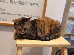 -猫的天空之城概念书店(杭州南宋御街店)