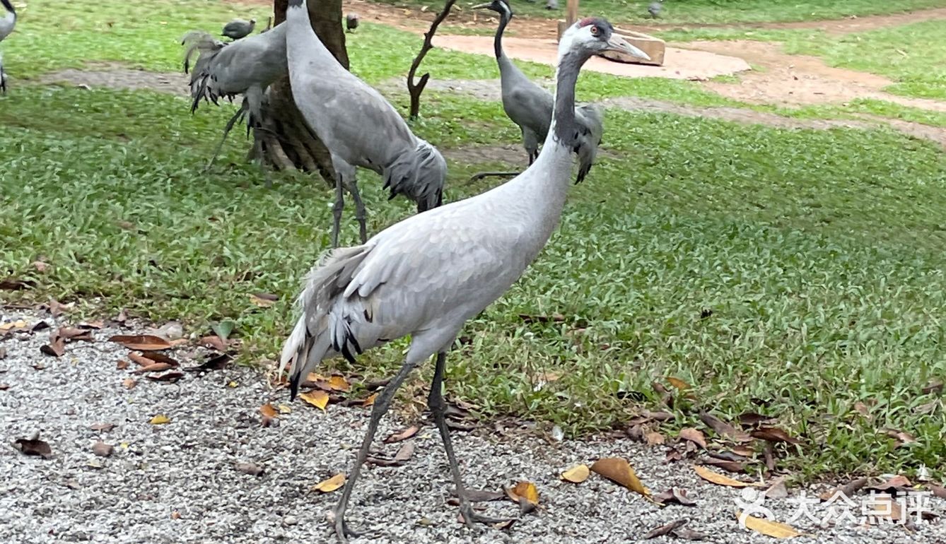 第一站到了长隆野生动物园