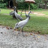 第一站到了长隆野生动物园