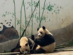 -中国大熊猫保护研究中心雅安碧峰峡基地