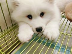 -Let's go狗咖·猫咖·奶狗·桌游(春熙路IFS店)