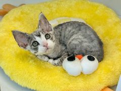 -翊宠yipet猫狗购宠庄园