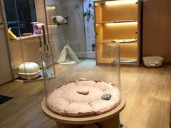 -Pets First伊珊娜洗护·精致美容·家庭式寄养(新会路店)
