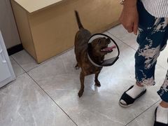 -瑞鹏宠物医院·超声·骨科·奇麟分院(蜀都万达店)