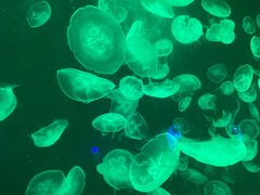 -太平洋海底世界