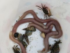 -红树林天天赶海
