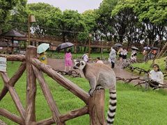 -上海野生动物园