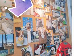 -翊宠yipet猫狗购宠庄园犬舍•猫舍