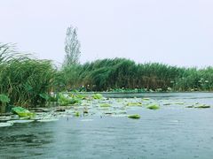 -白洋淀景区