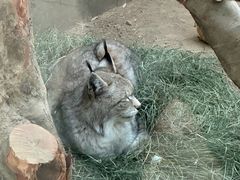 -青藏高原野生动物园