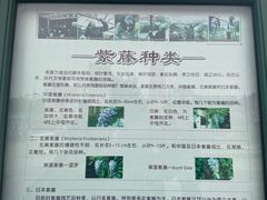 -嘉定紫藤园
