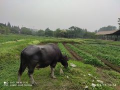 -乌镇景区