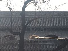 -火燒雲傣家菜(鼓楼店)