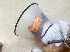 -爱侣宠医·鹦鹉专科·小型哺乳类·异宠专科(灵石路店)