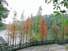 -三水森林公园