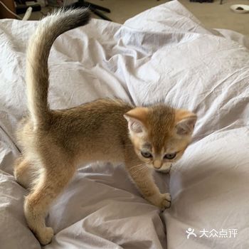 真的碰到卖猫咪的无良商家